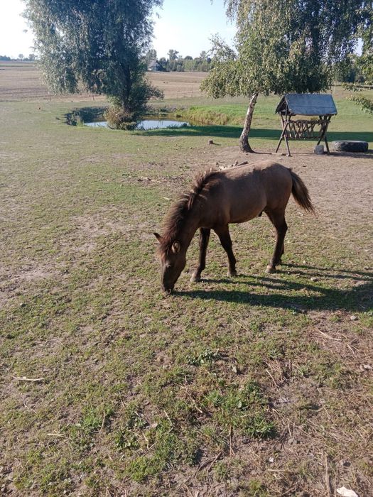 Na sprzedasz źrebaki konika polskiego i kucyka