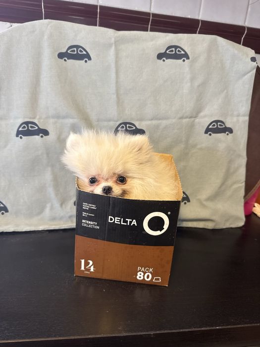 Spitz Alemão Branquinho Pequenino