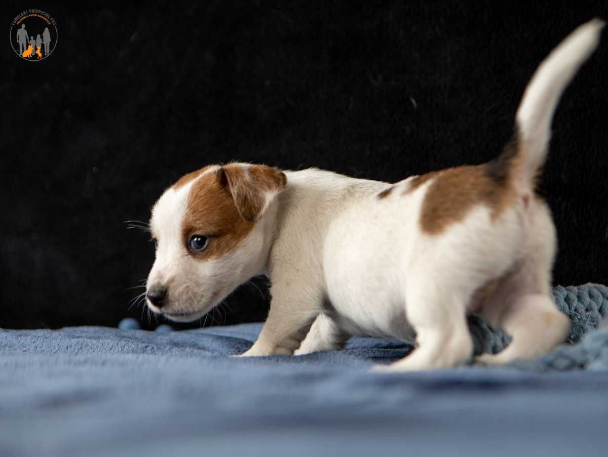 Jack Russell Terrier ZKwP FCI suczka - rezerwacja