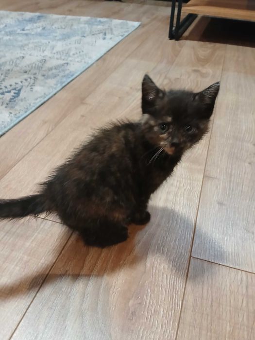 Śluczne kotki do oddania