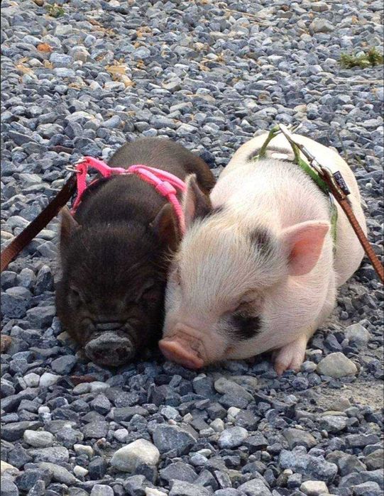 грайливі лагідні карликові свинки, міні піг для дому, розумні свинки