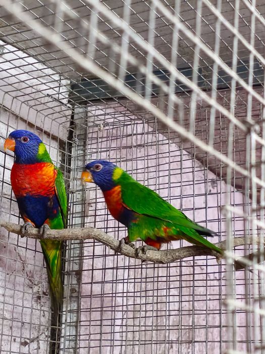 Casal de loris molucanos