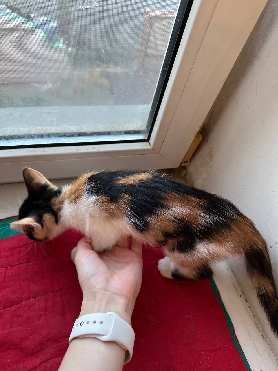 Котенок девочка 2месяца