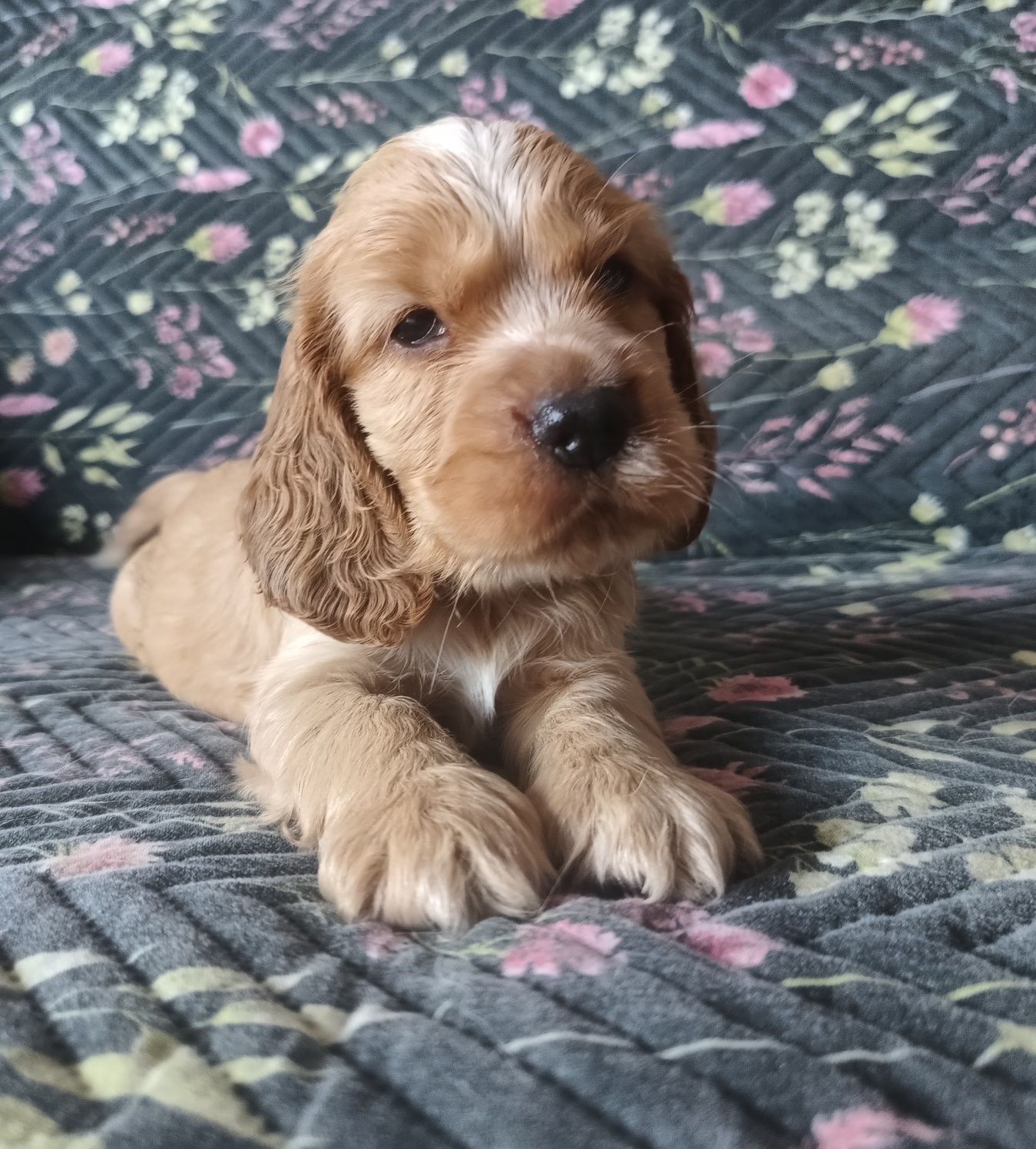 Pies Cocker Spaniel Angielski