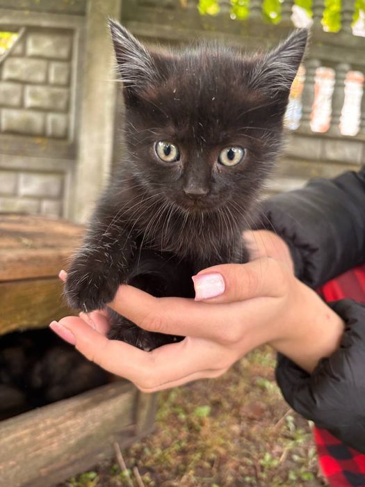 Відаюця у добрі руки терміново потрібен будинок