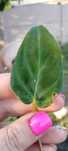 philodendron verrucosum-ukozeniony pęd 1liścienny