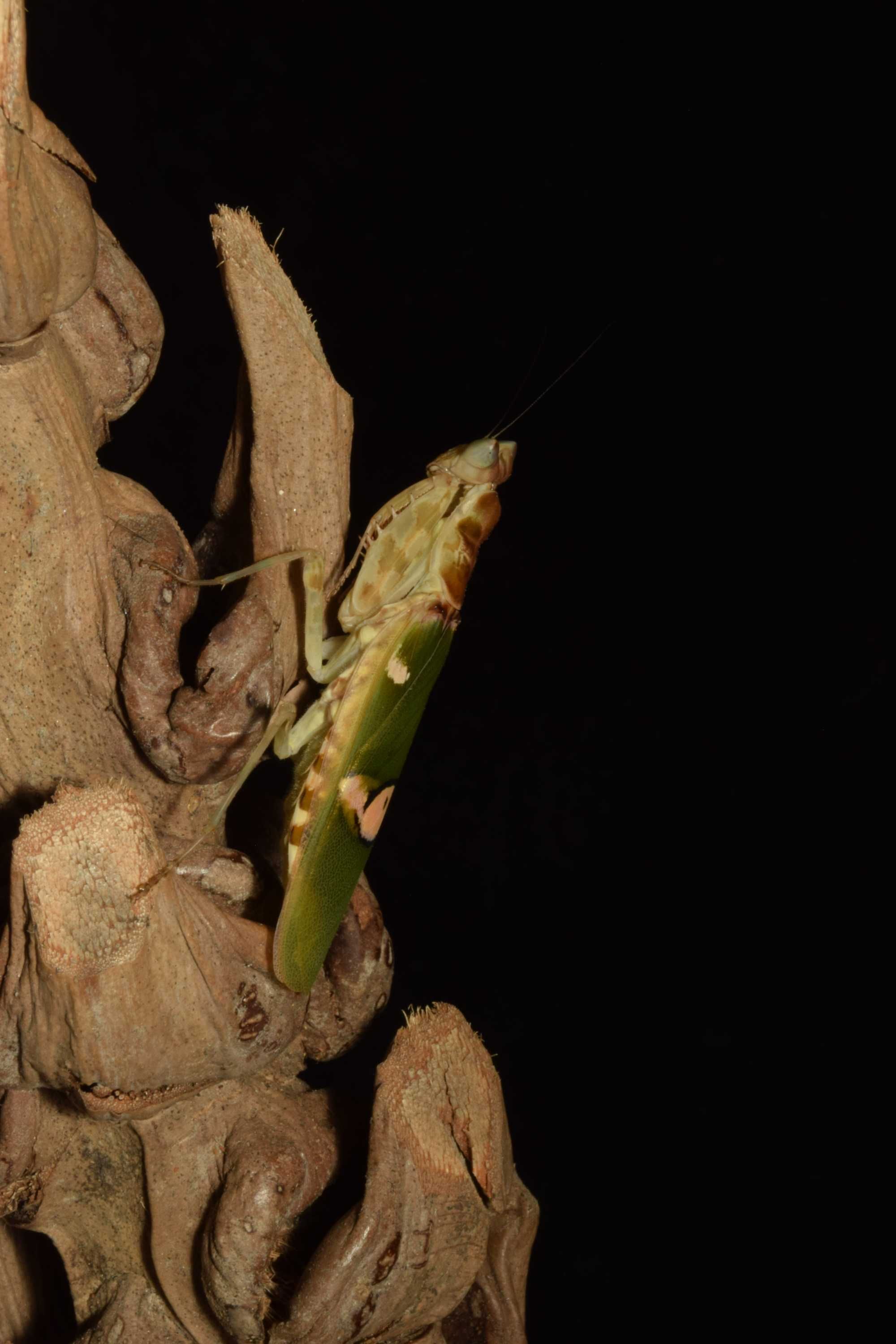 Okazja! Modliszka Creobroter Gemmatus Samica Imago