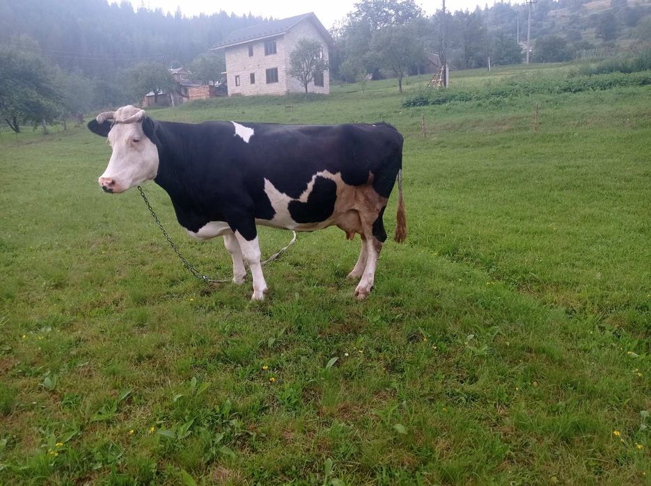 Продам породисту корову