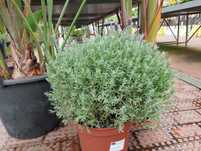 Várias plantas/ relva