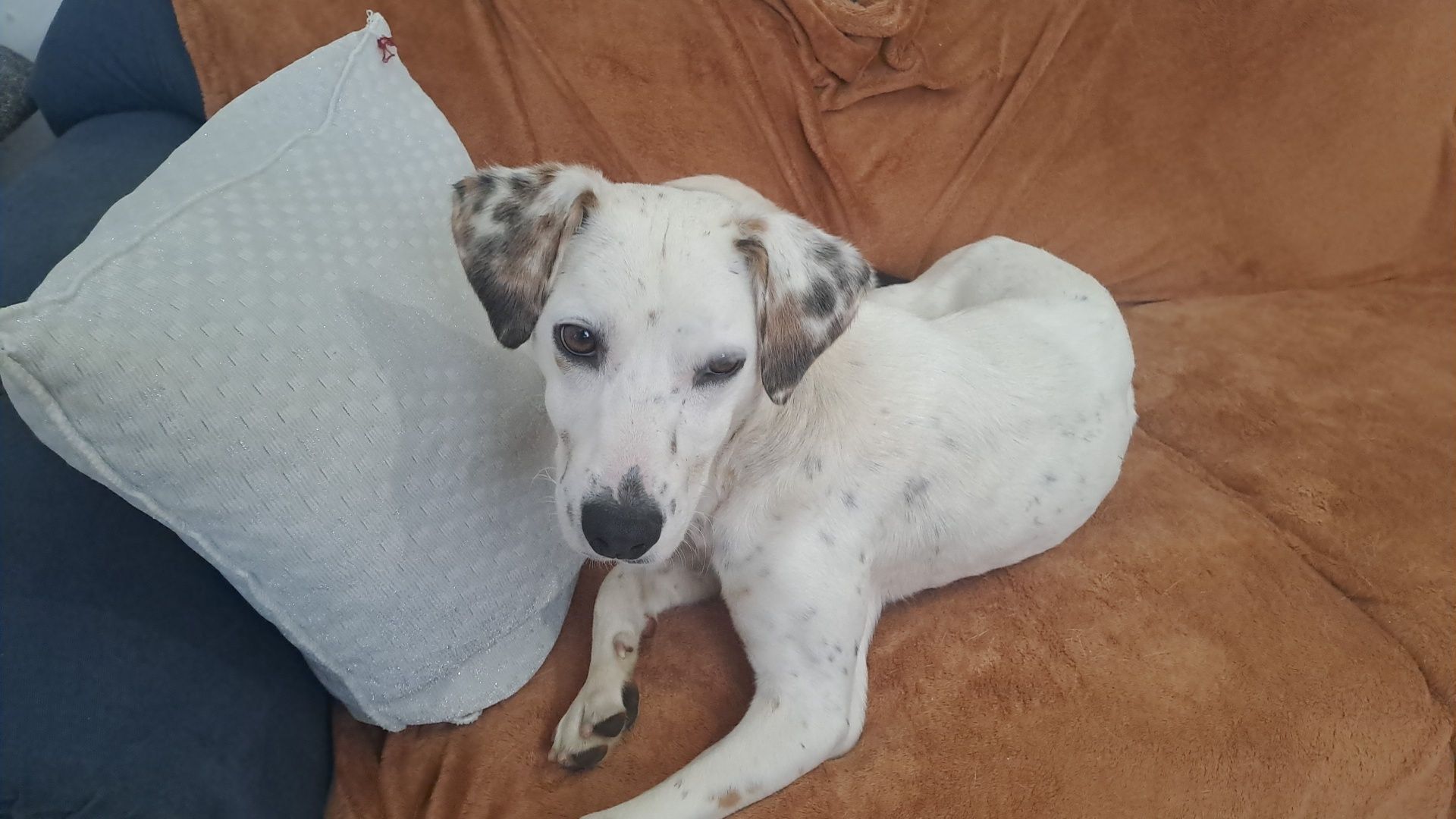 Cão para adoção com cerca de 1 ano