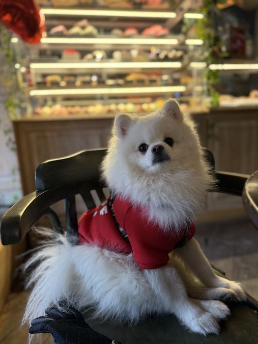 Злучка померанського шпіца, шукаємо пару для шпіца