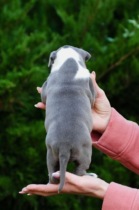 Дві гарнюні цукерочки блакитні дівчинки ..