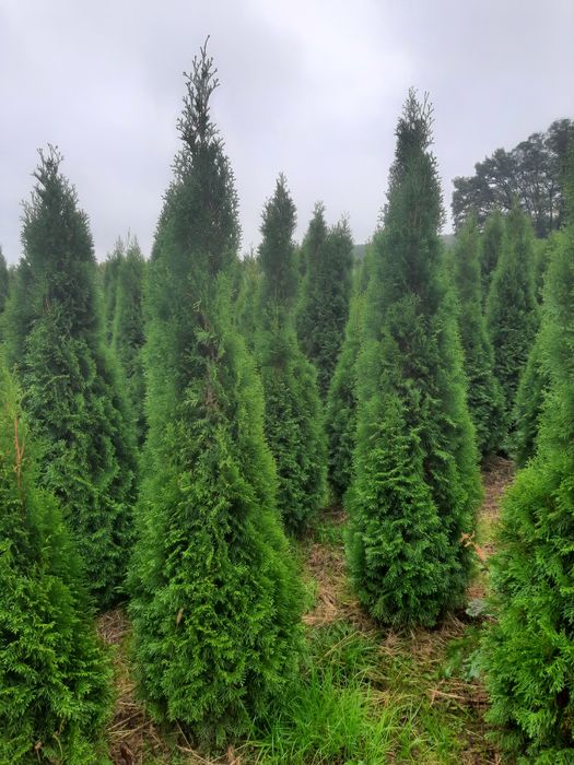 Tuja thuja szmaragd 50cm do 250cm  producent