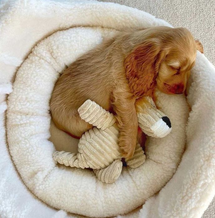 Цуценята кокера – милі пухнастики