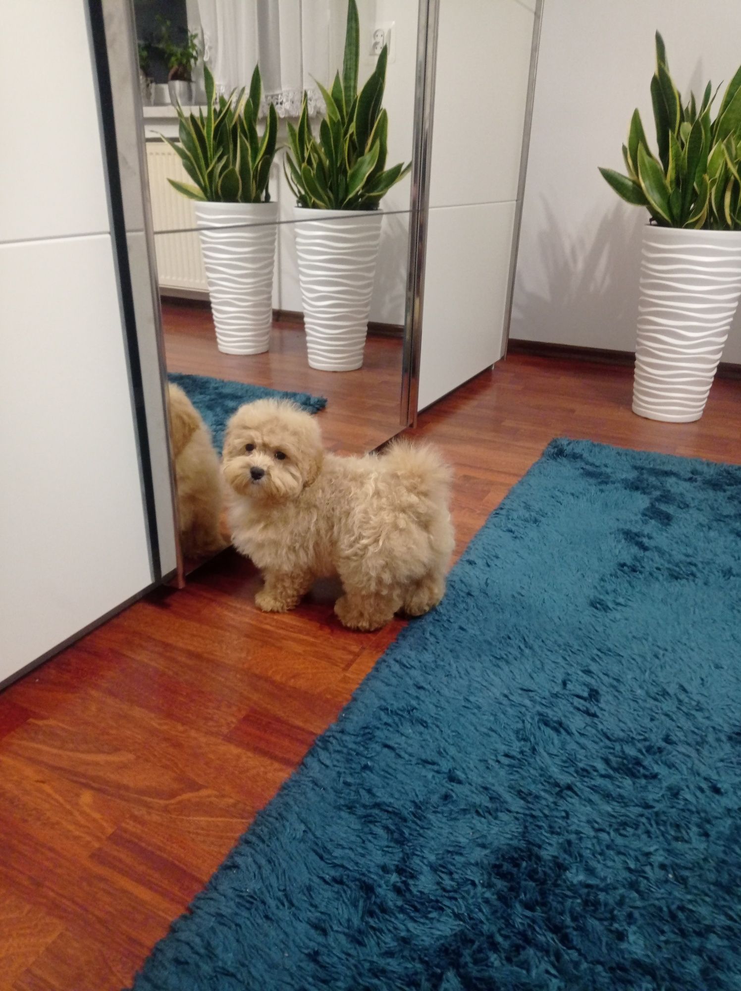 Maltipoo maltańczyk & pudel toy piesek