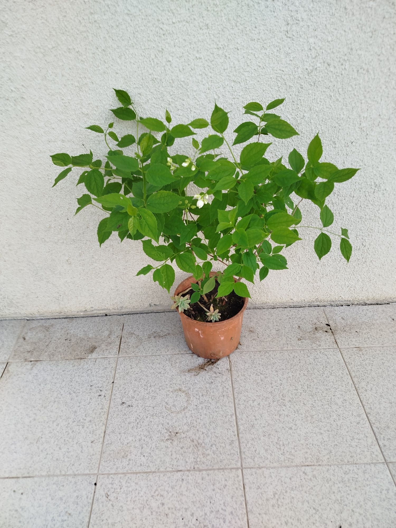 Vaso com planta de jardim