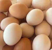 Wiejskie jaja od kur szczęśliwych i zdrowo karmionych