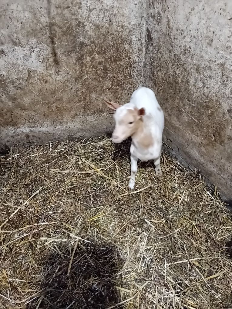 Vendo cabrito anão mocho com 7 meses já reproduz  60 euros