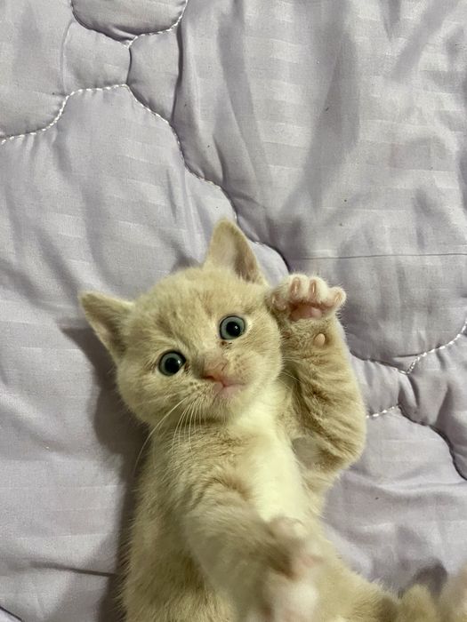 Кошенята шотландець бобтейл