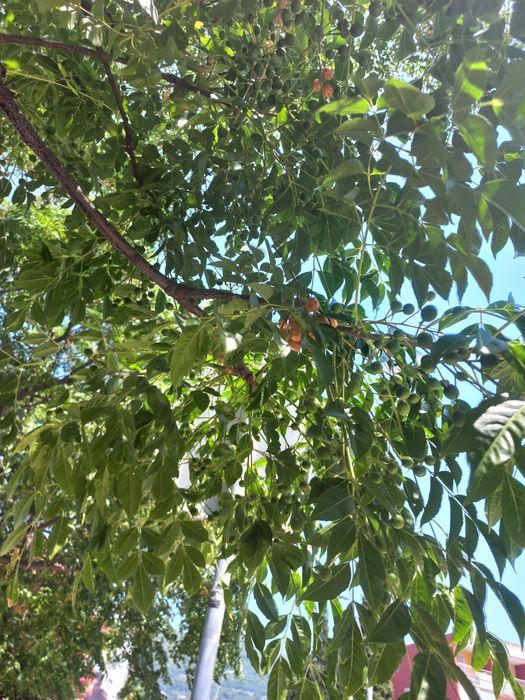 Мелія  ацедарах.