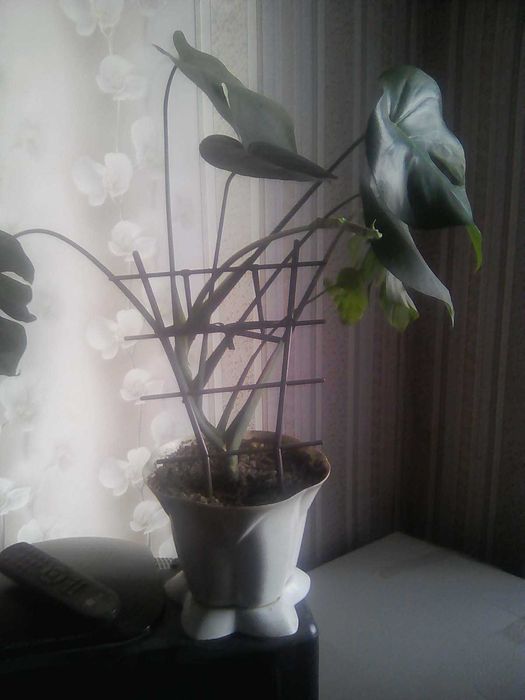 Продам монстеру.