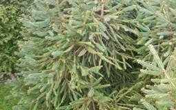 Odstąpię gałęzie świerka.