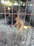 Owczarek niemiecki adopcja