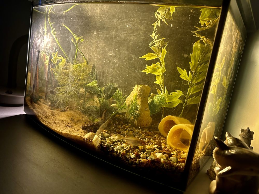 Akwarium ok 30l pokrywa LED z bogatym życiem !