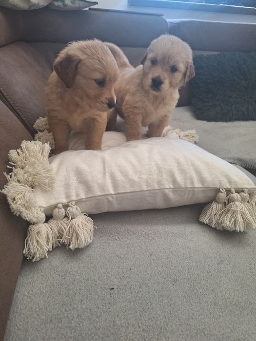 Linia amerykańska ZKPL samiec golden retriever/genetyka /DNA/dysplazja
