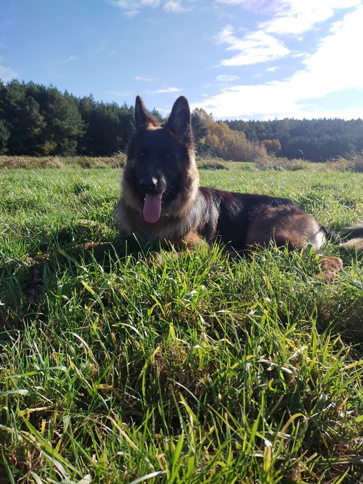 Owczarek niemiecki długowłosy