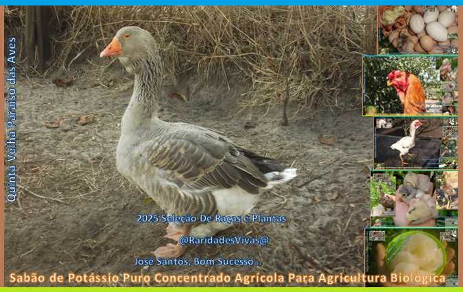 Isto é que são Gansos Toulouse Barbelados!
