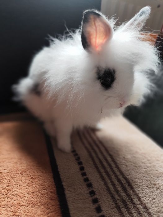 Sprzedam samice królika lwiego