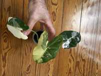 Alocasia Frydek variegata