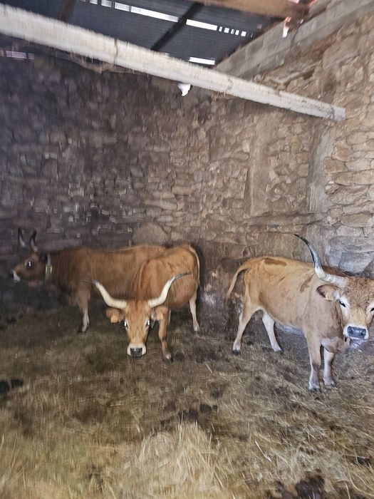 Vacas cachenas registadas