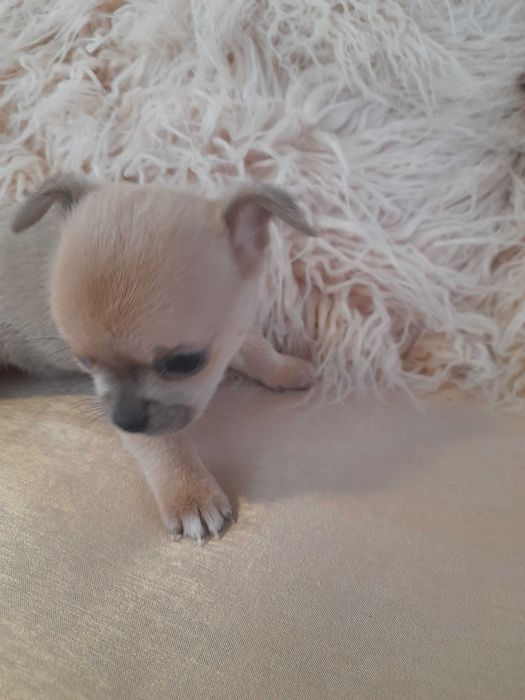 Маленьке щастячко шукає відповідальних батьків