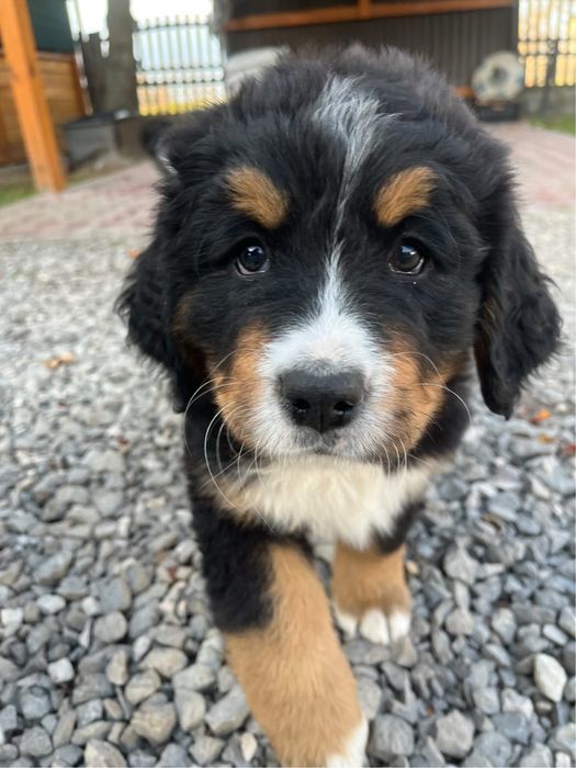 Bernenski pies pasterski Beza