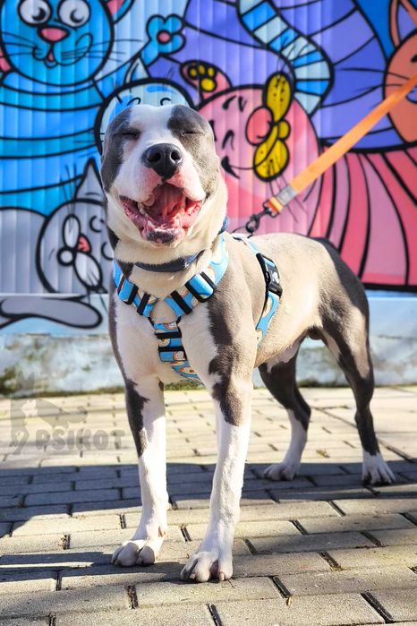 Pies Nr 32/25 LIMO PsiKot Schronisko Chorzów TOZ