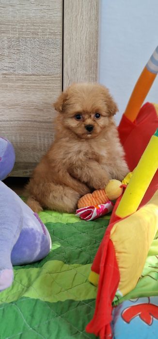 Pomapoo,  suczka