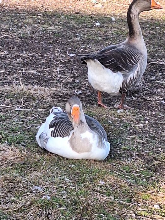 Jaja legowe indykow,gesi,młode gąski,młode indyki