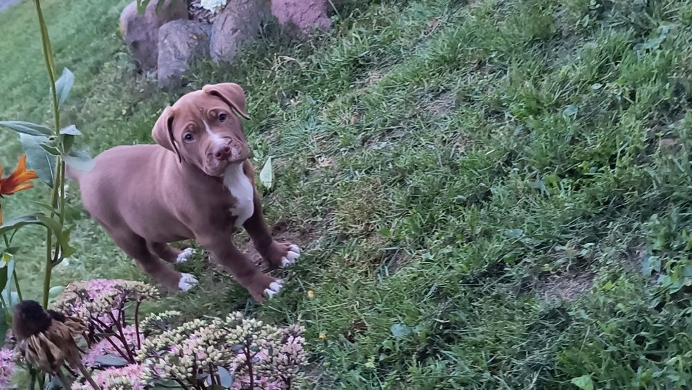 Pitbull Red Nose