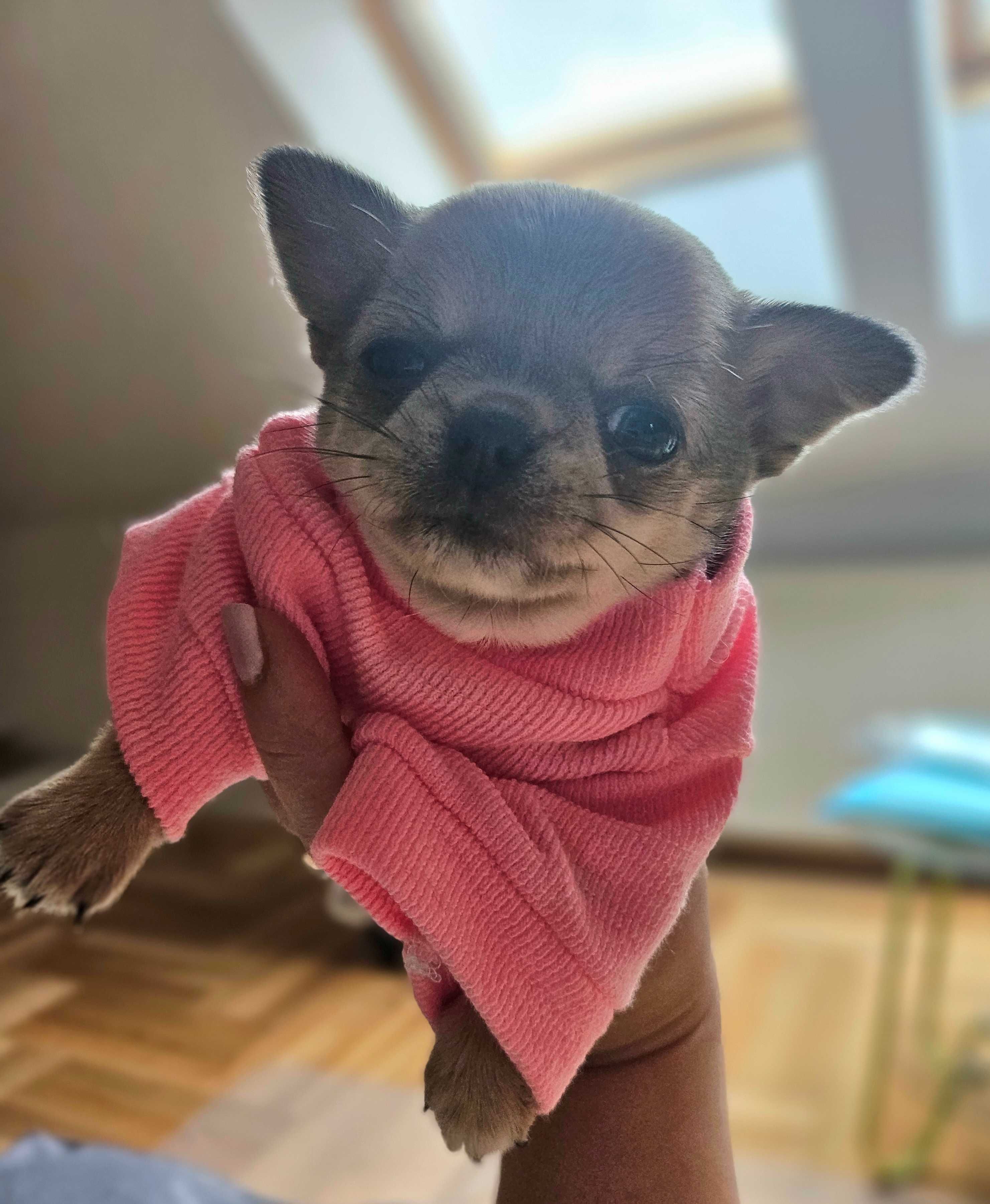 Chihuahua krótkowłosa malutka sunia hodowla zarejestrowana ZKwP FCI