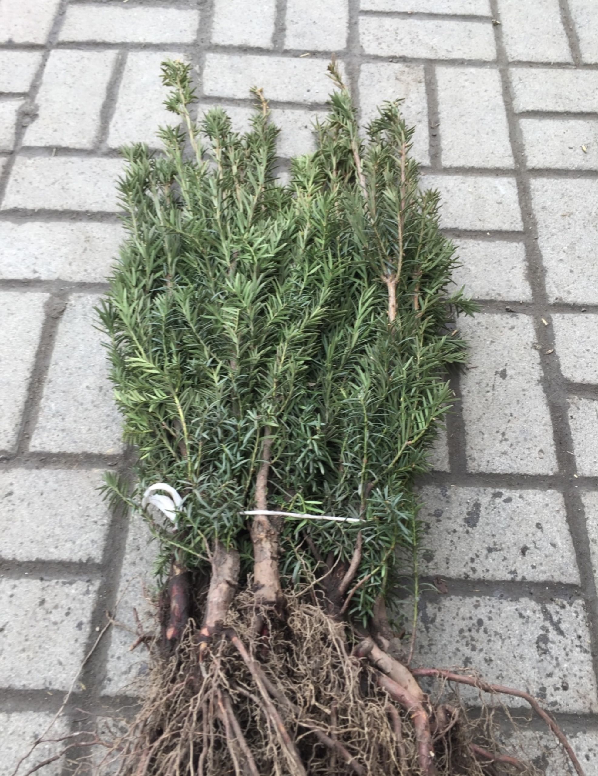 Taxus ×media 'Hicksii' cis pośredni 'Hicksii' goły korzeń 30/40cm