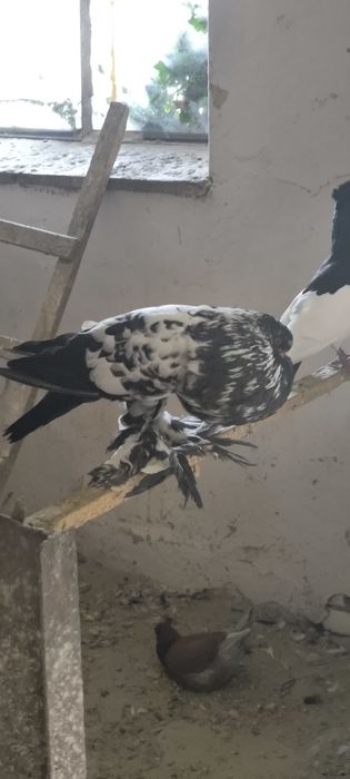 Garłacz pomorski samiec