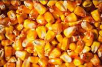 Продам  зерно кукурудзи качани