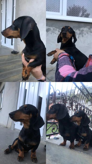 Чистокровний хлопчик такси.