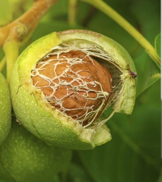 Orzechy włoskie 5kg świeże