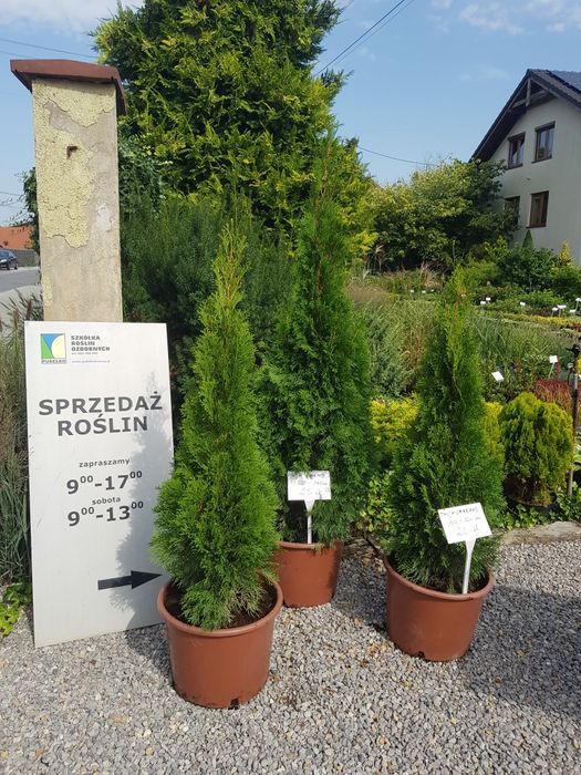 Thuja, Tuja Smaragd, Szmaragd na żywopłot 100-120 i 120-140