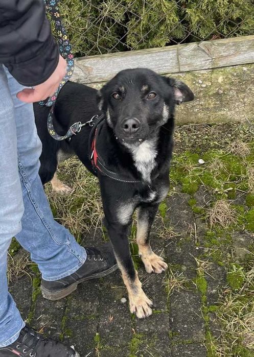 Przyjazny młody Miłek szuka domku