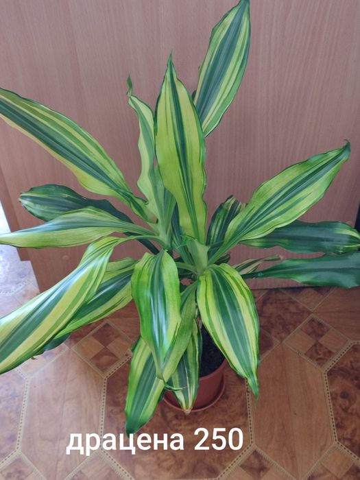 Вазони ціни на фото