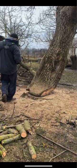Порізка дерев, Тернопіль та околися